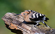 Eurasian hoopoe (Upupa epops)